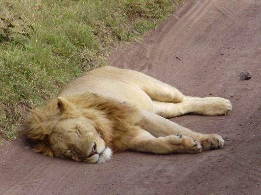 Leeuw slaapt op de zandweg in Ngorongoro